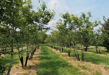 Amelanchier lamarckii