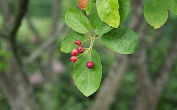 Amelanchier lamarckii