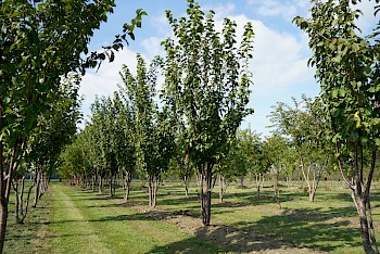 Prunus sargentii 'Rancho'