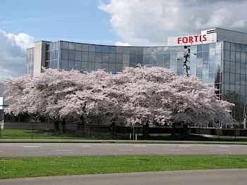 Prunus x yedoensis