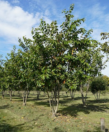 Prunus x yedoensis