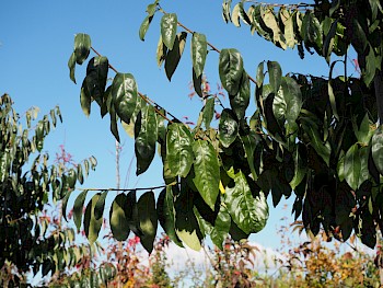 Diospyros lotus