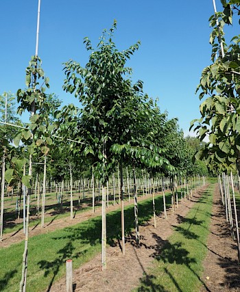 Diospyros lotus