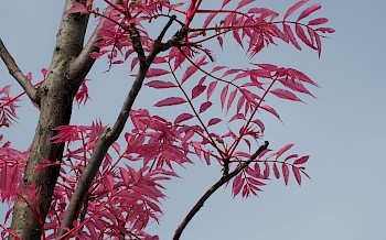 Toona sinensis 'Flamingo'