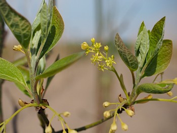 Sassafras albidum
