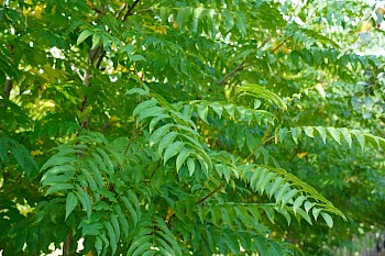 Pterocarya fraxinifolia 'Heereplein'