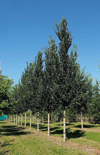 Ulmus 'Columella'