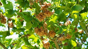 Ulmus 'Columella'