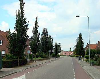 Ulmus 'Columella'