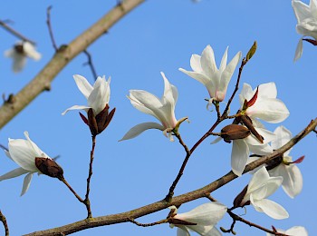 Magnolia salicifolia 'Louisa Fete'