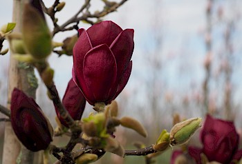 Magnolia 'Genie'