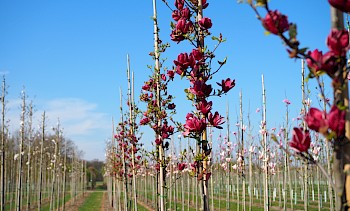 Magnolia 'Genie'
