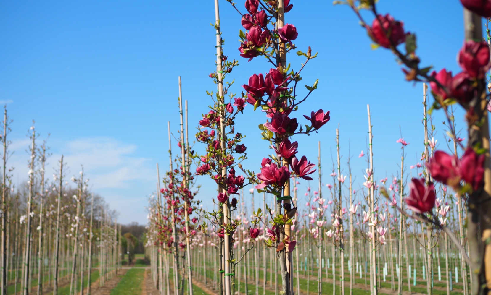 UDENHOUT TREES Magnolia 'Genie'