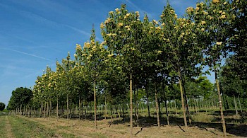 Syringa pekinensis 'Beijing Gold'