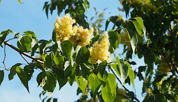 Syringa pekinensis 'Beijing Gold'