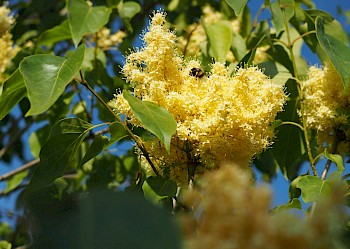 Syringa pekinensis 'Beijing Gold'