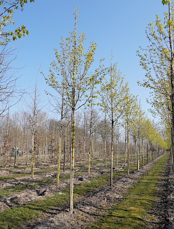 Syringa pekinensis 'Beijing Gold'