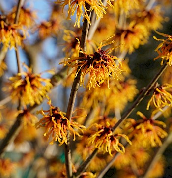 Hamamelis x intermedia 'Arnold Promise'