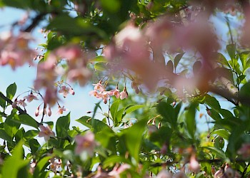 Styrax japonicus 'Pink Chimes'