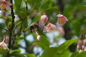 Styrax japonicus 'Pink Chimes'