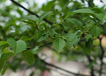 Styrax japonicus 'Pink Chimes'