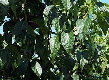 Eucommia ulmoides