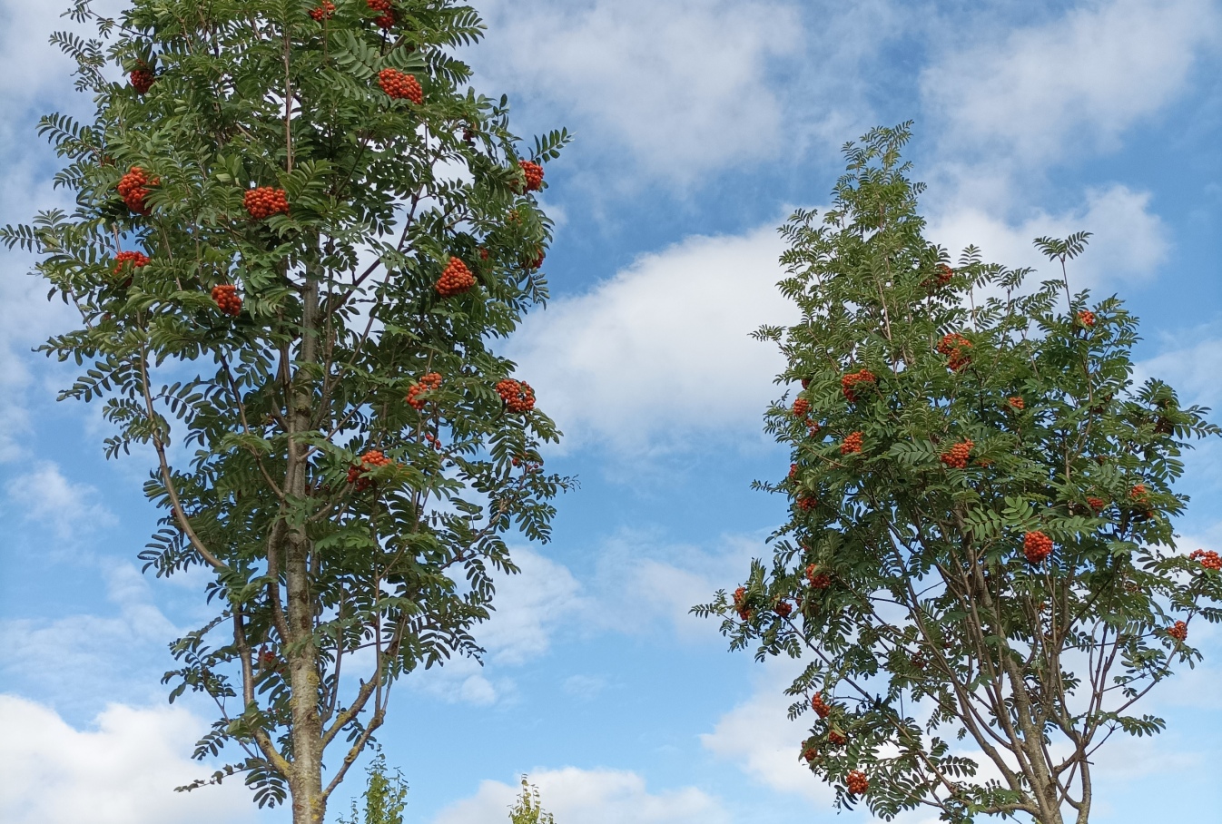UDENHOUT TREES | Sorbus aucuparia 'Sheerwater Seedling'