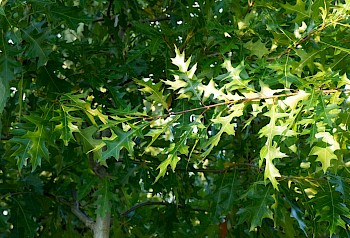 Quercus texana 'New Madrid'