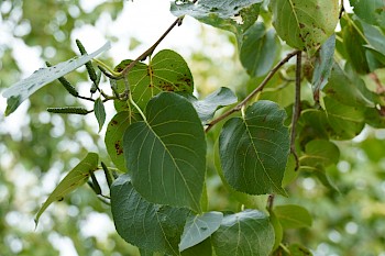 Alnus cordata