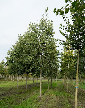 Alnus cordata