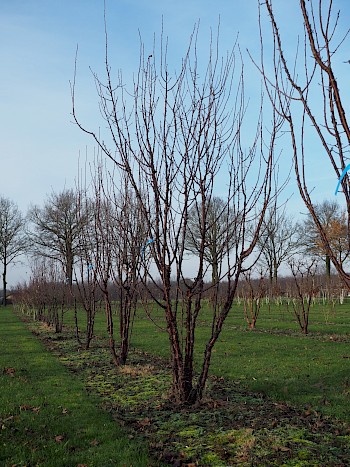 Prunus serrula