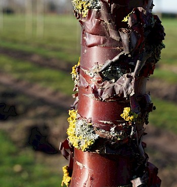 Prunus serrula