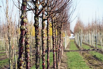 Prunus serrula